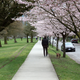 Illustration for article titled Pics from the Curbside: 2018-04-08 from Langara Gardens